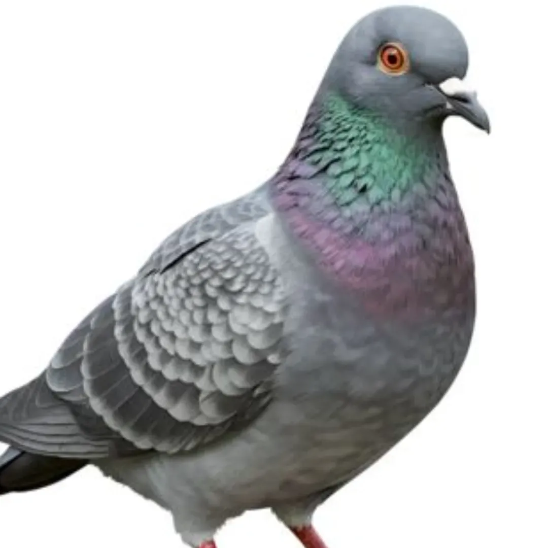 https://cdn.ready2.gg/team-image/2026/06/12aa85decc-35c9-4807-8413-8be745396059.webp